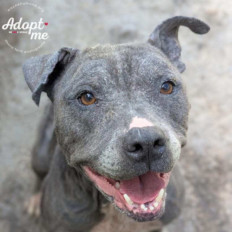 Enlarge Lola, a Adoptable Pit Bull Terrier in Lyons, NY image 3/3