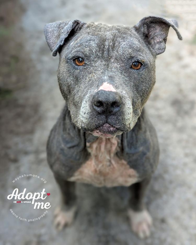 Enlarge Lola, a Adoptable Pit Bull Terrier in Lyons, NY image 2/3