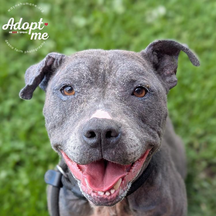 Lola, Adoptable, Adult Female Pit Bull Terrier.