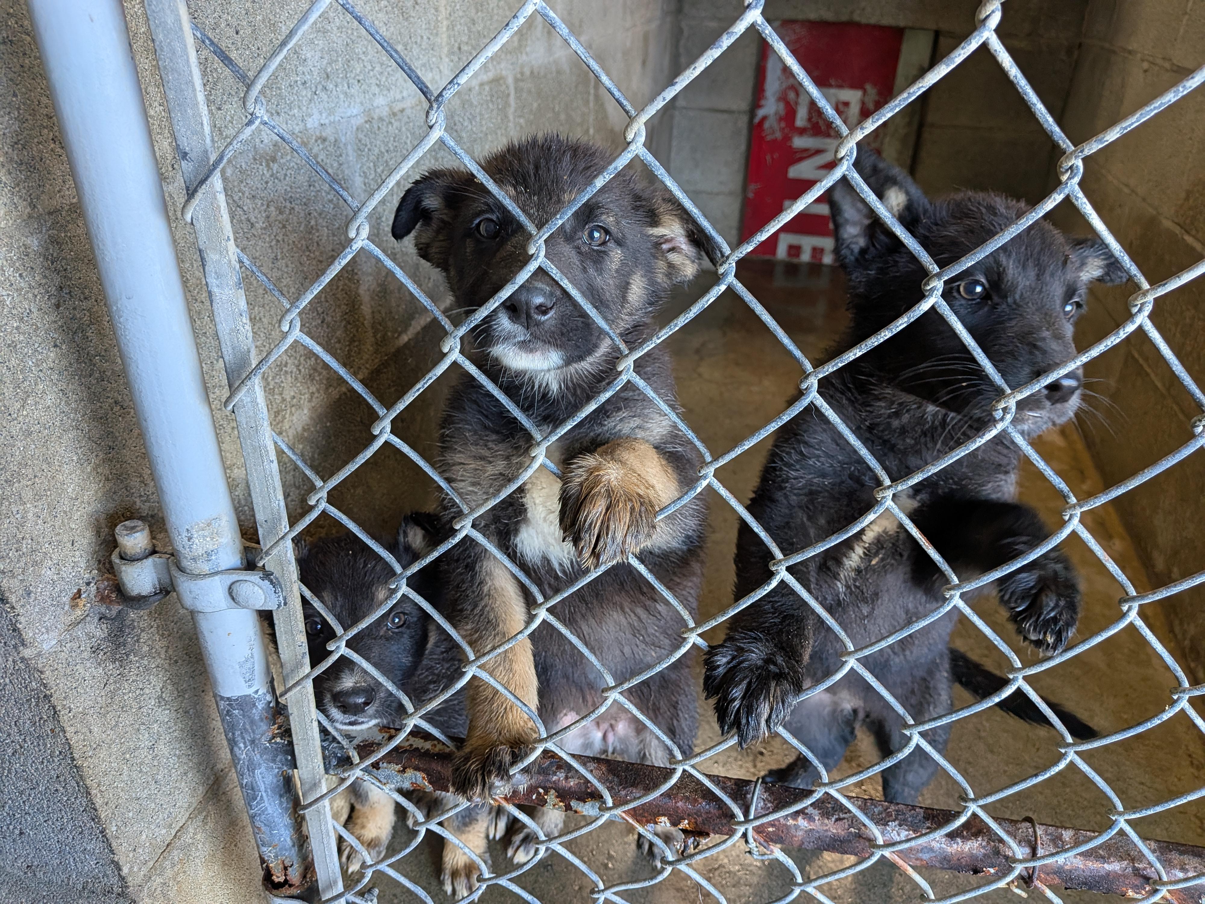 German Shepherd puppies , adopted, Puppy Female German Shepherd Dog & Border Collie.