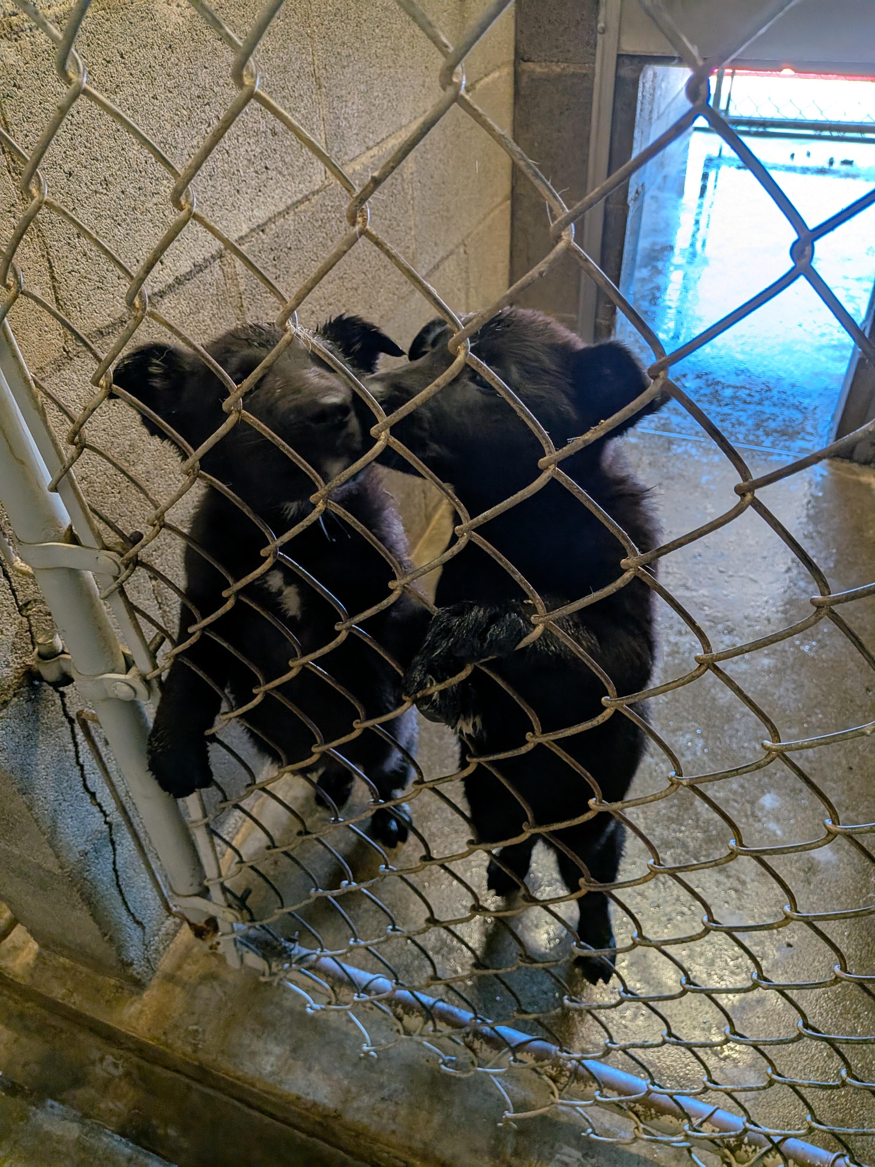 German Shepherd puppies , an adopted mixed breed in Hermiston, OR image 2/3