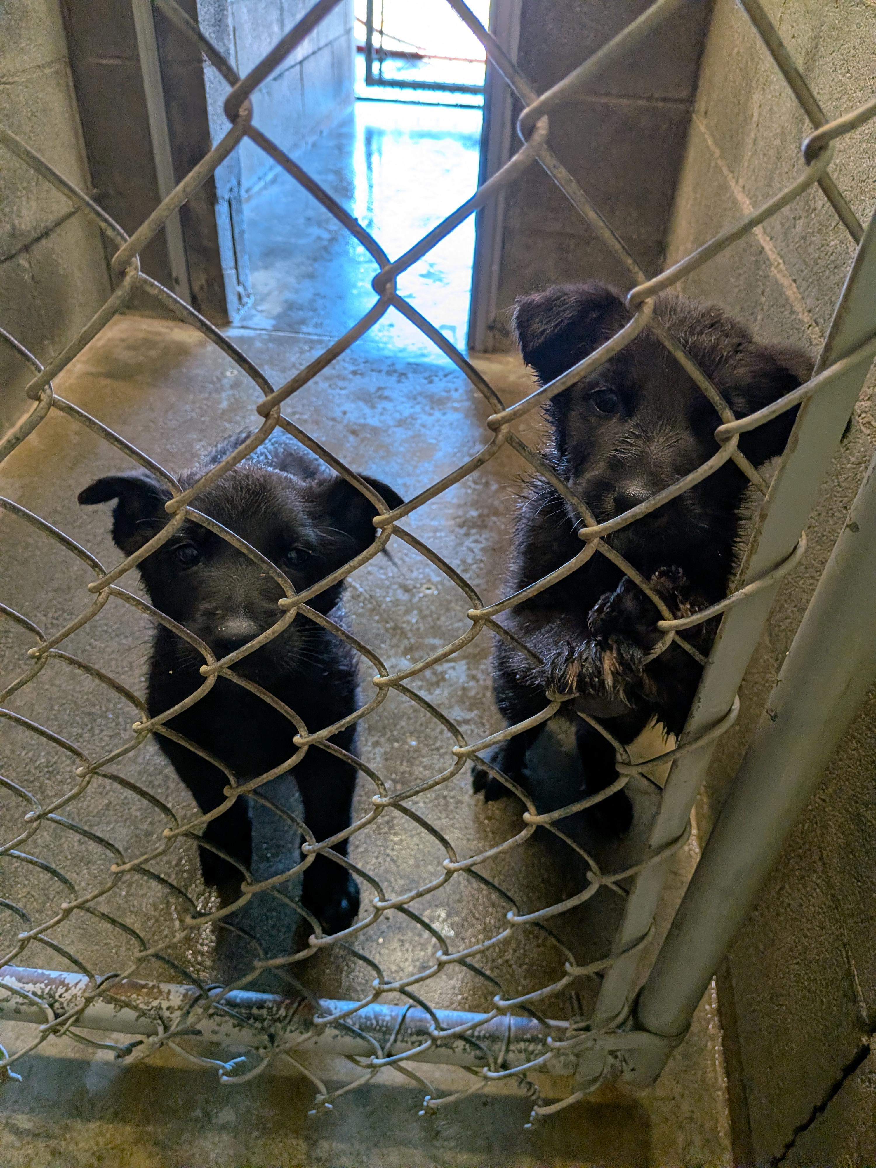 German Shepherd puppies , an adopted mixed breed in Hermiston, OR image 3/3