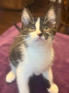 Penny, Adopted, Kitten Female Domestic Short Hair.