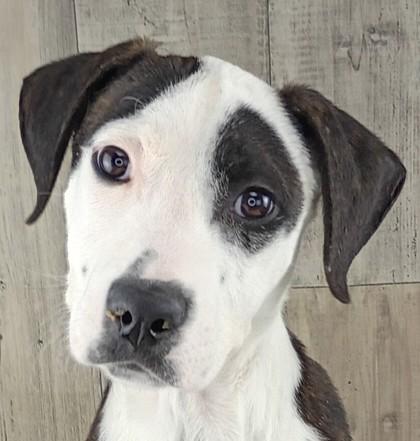 Enlarge Brady, a Adoptable mixed breed in Shreveport, LA image 1/1
