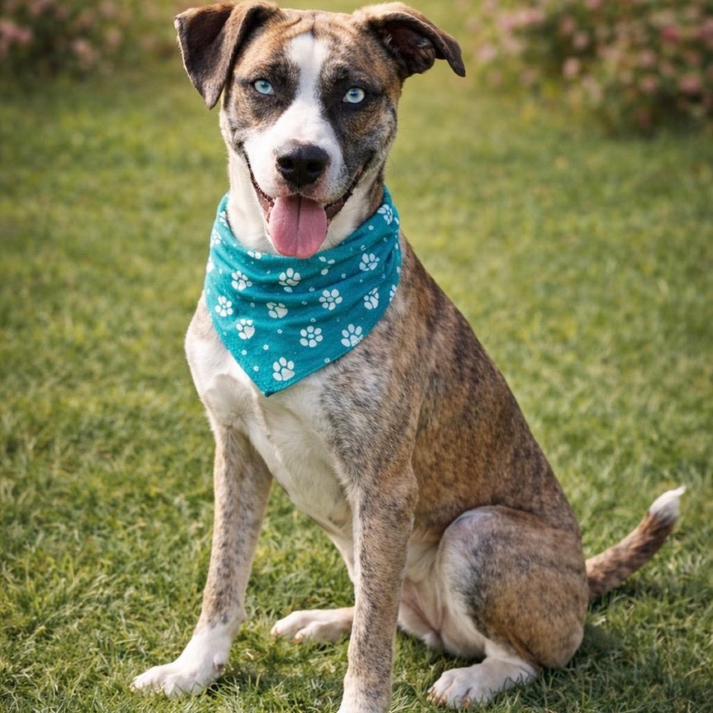 Enlarge Dixie, a Adoptable mixed breed in Hagerstown, MD image 1/1