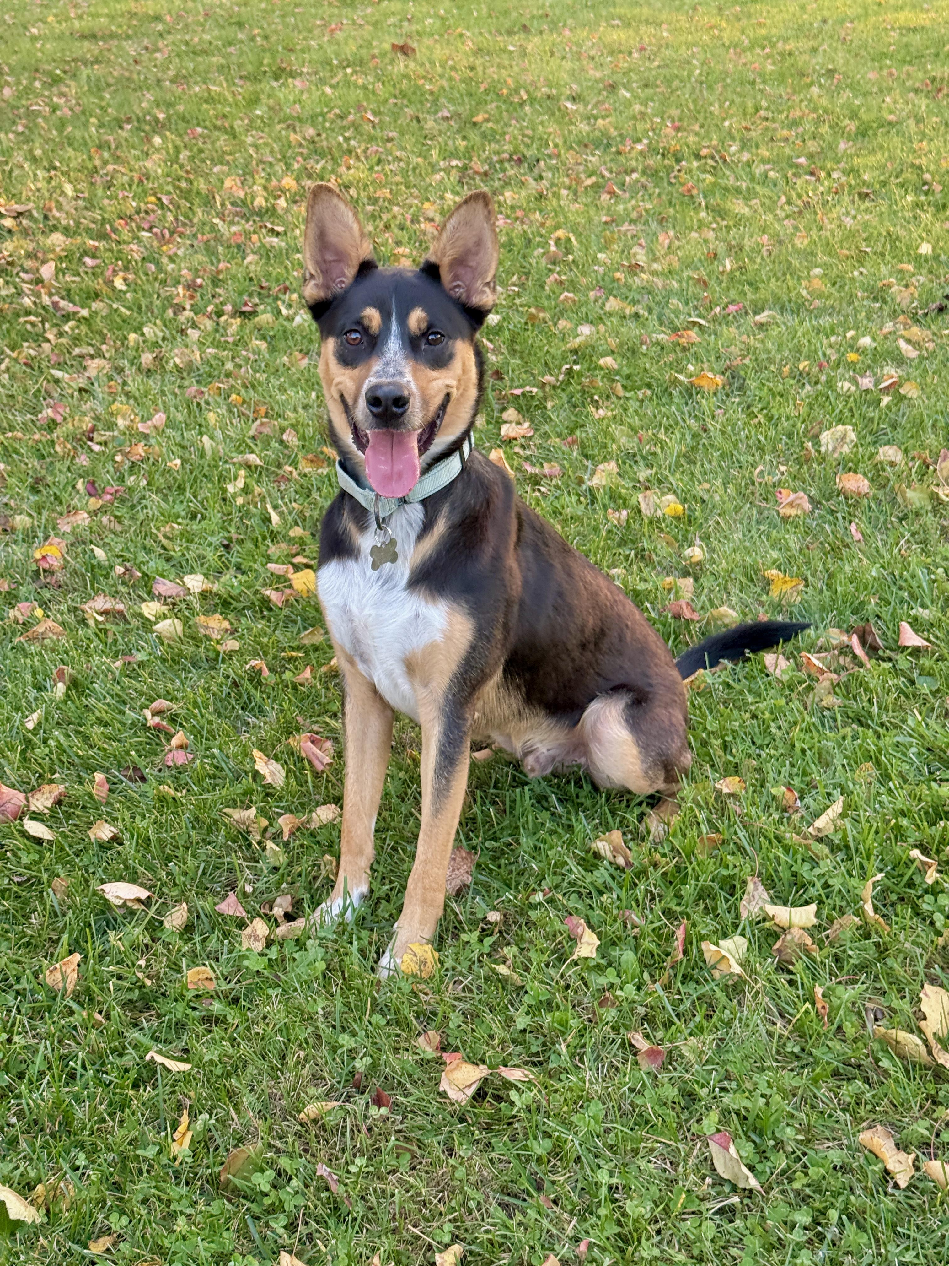 SMOKEY, Adoptable, Young Male Shepherd.
