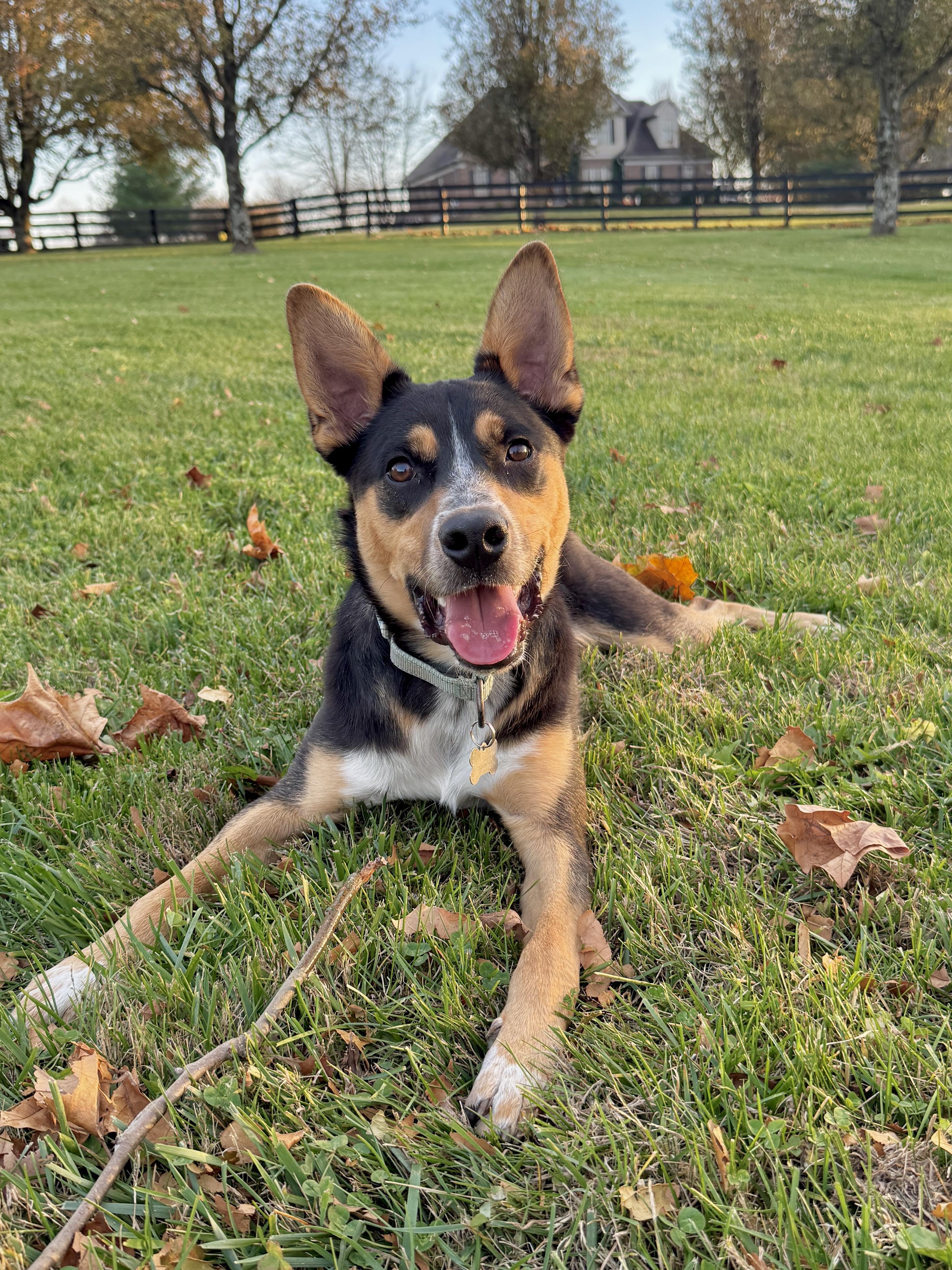 Enlarge SMOKEY, a Adoptable mixed breed in La Grange, KY image 2/4