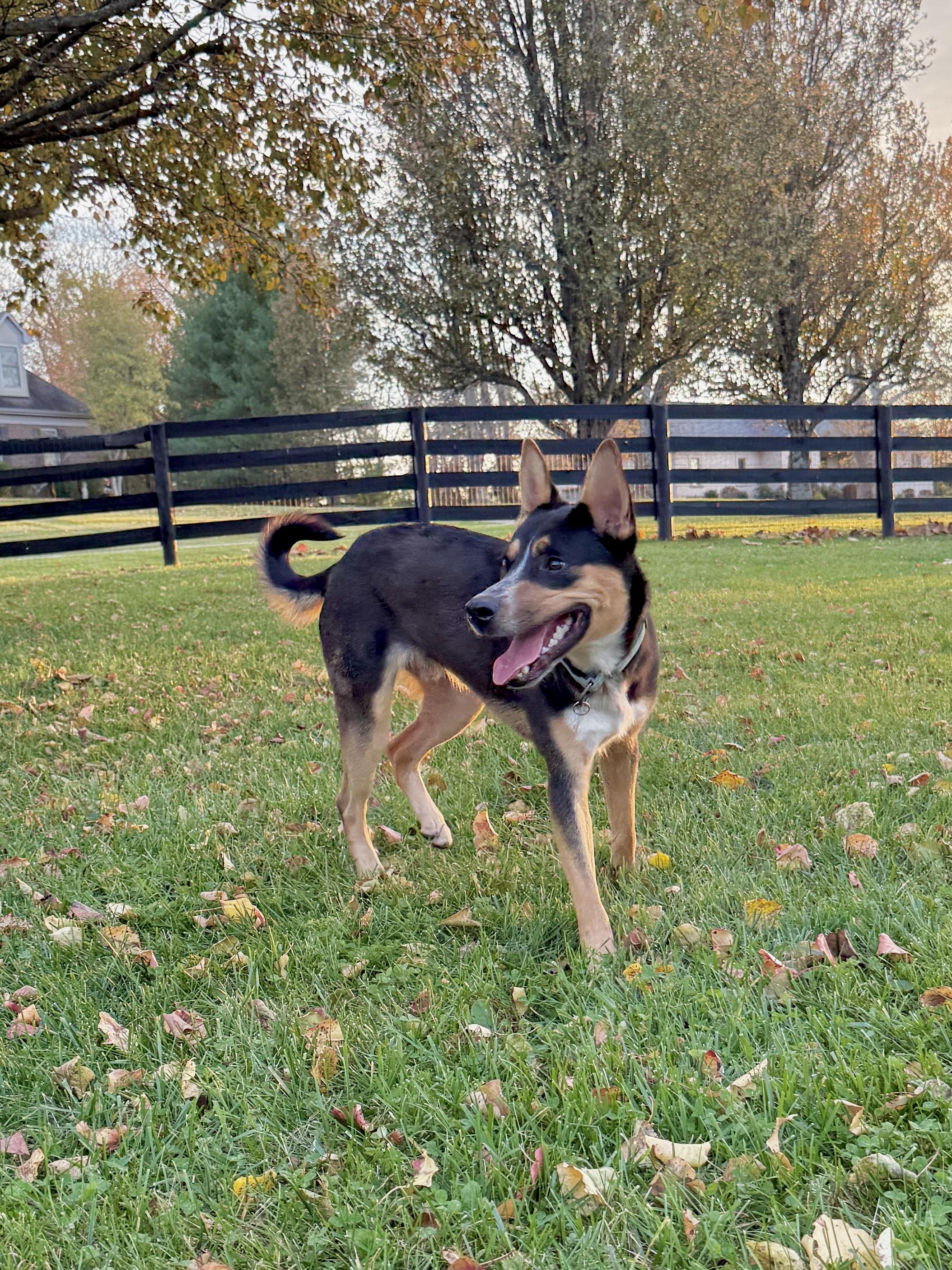 Enlarge SMOKEY, a Adoptable mixed breed in La Grange, KY image 3/4