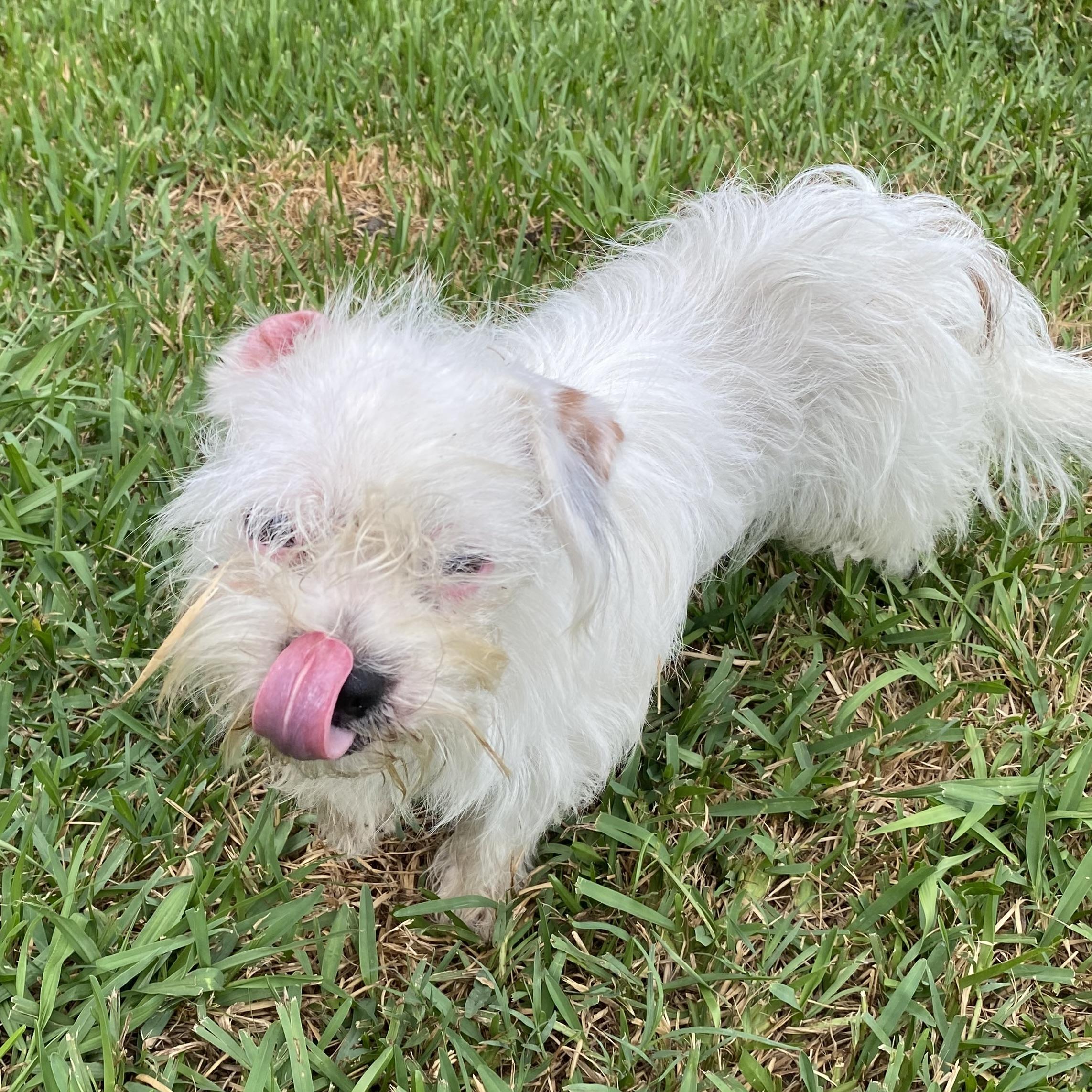 Enlarge Barney, a Adoptable mixed breed in NASHUA, NH image 4/6