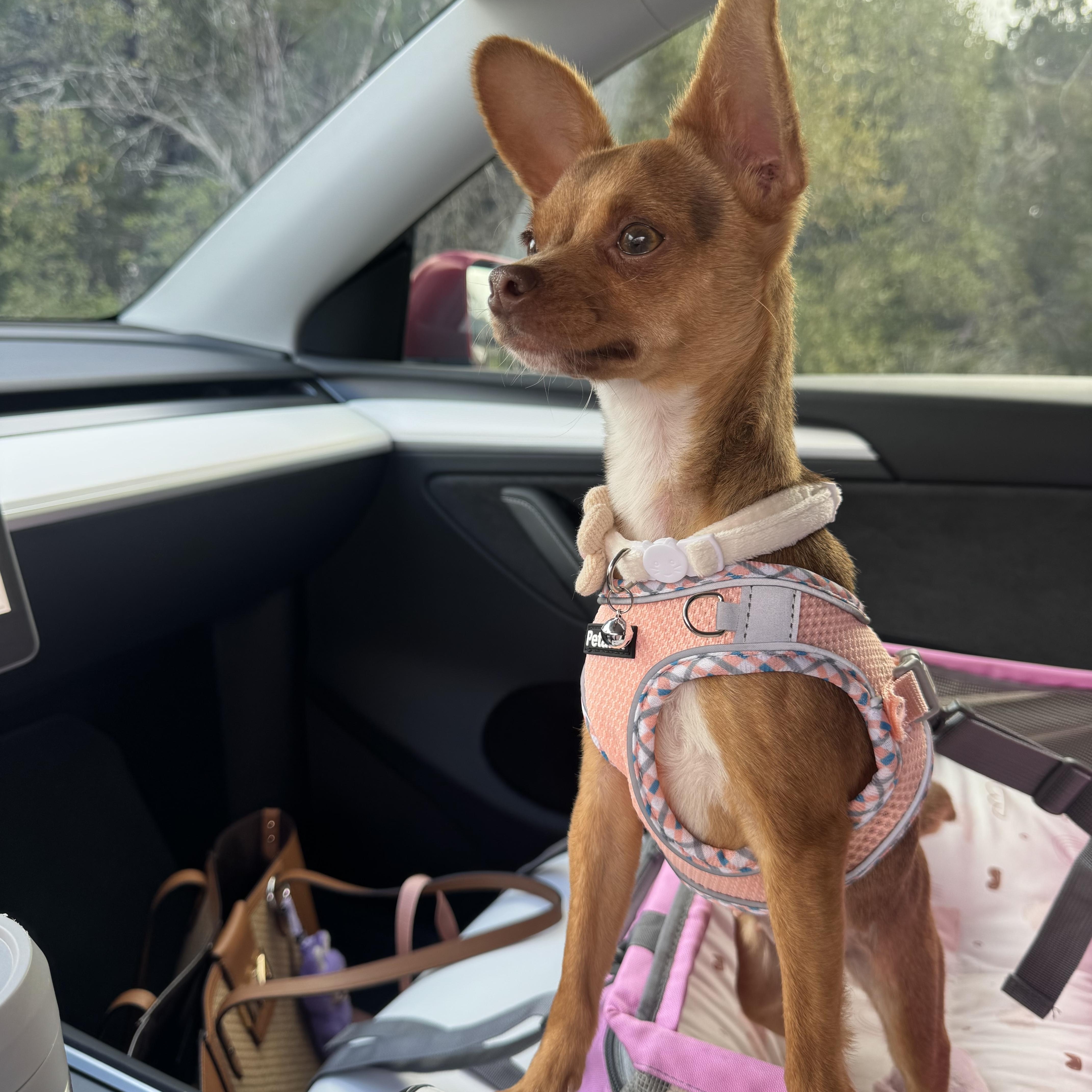 Enlarge Bambi, an adopted mixed breed in Cheektowaga, NY image 5/6