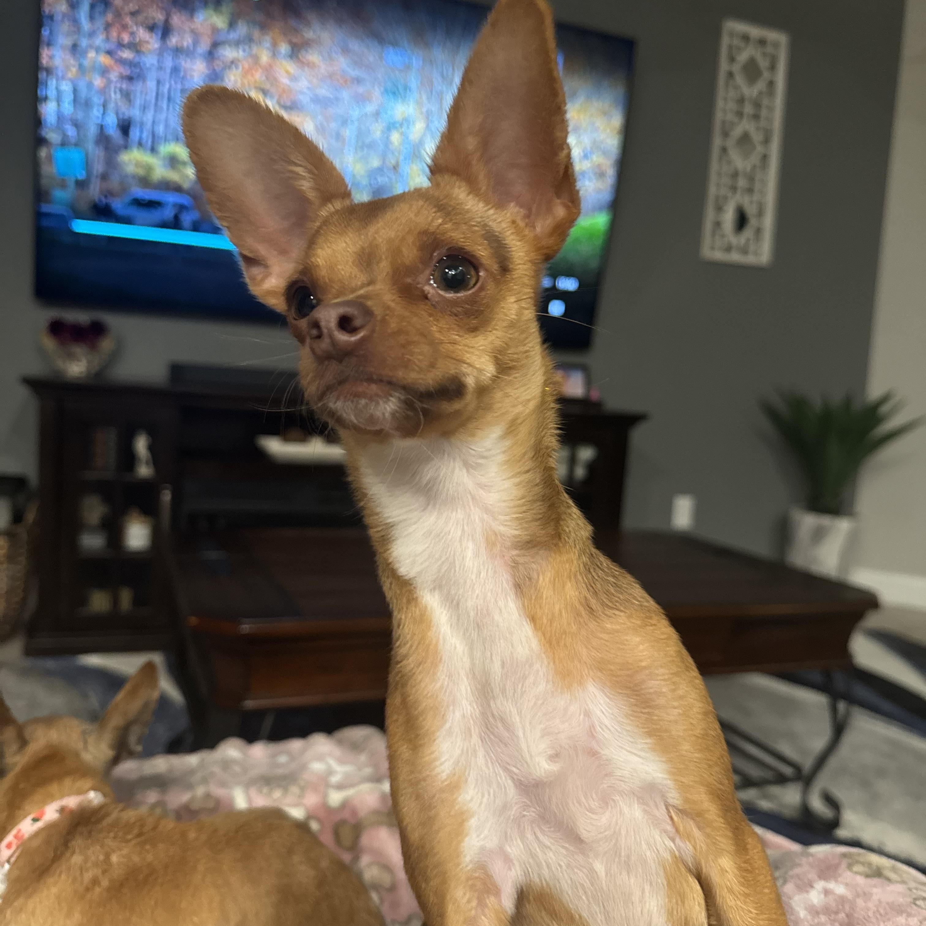 Enlarge Bambi, an adopted mixed breed in Cheektowaga, NY image 6/6