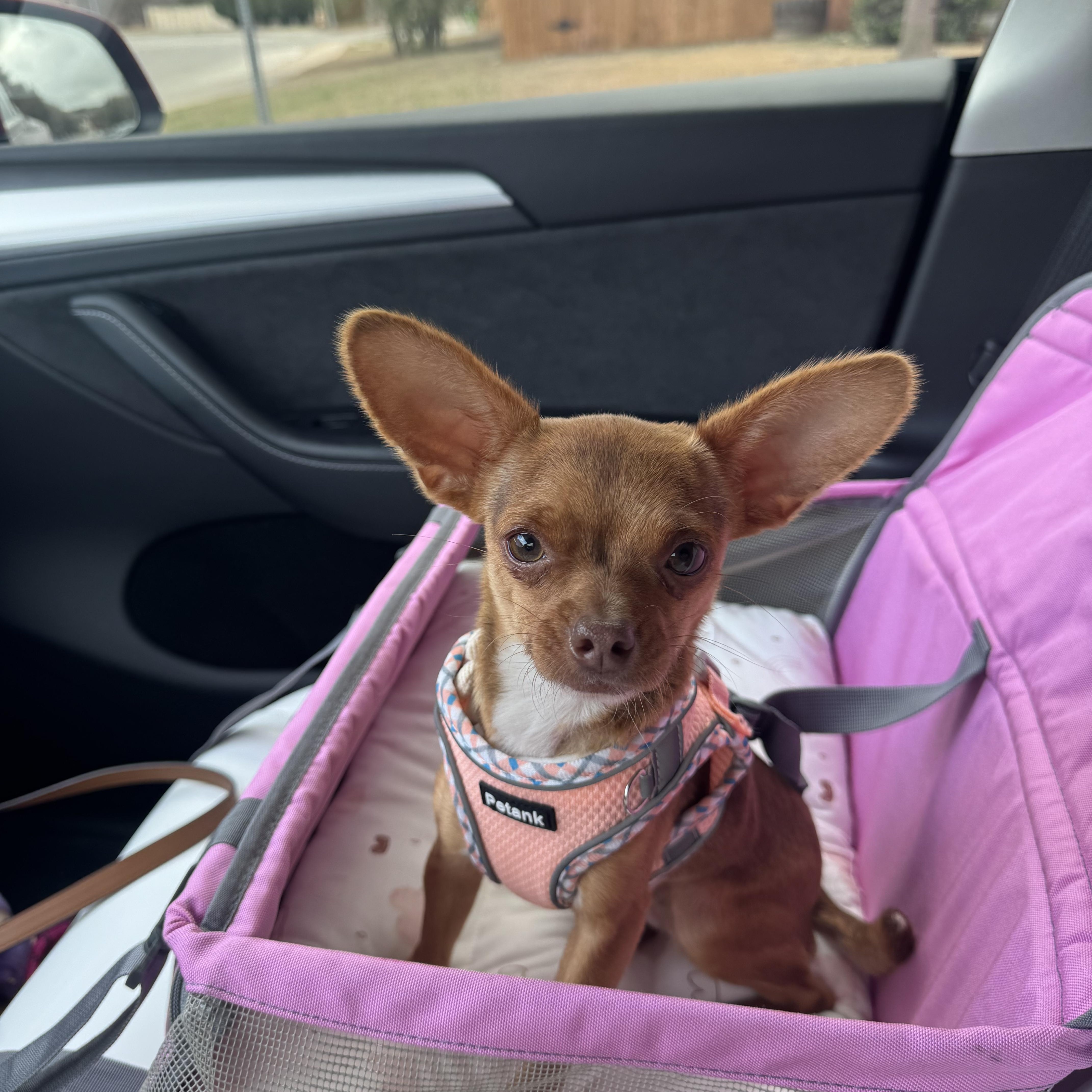 Bambi, adopted, Puppy Female Chihuahua.