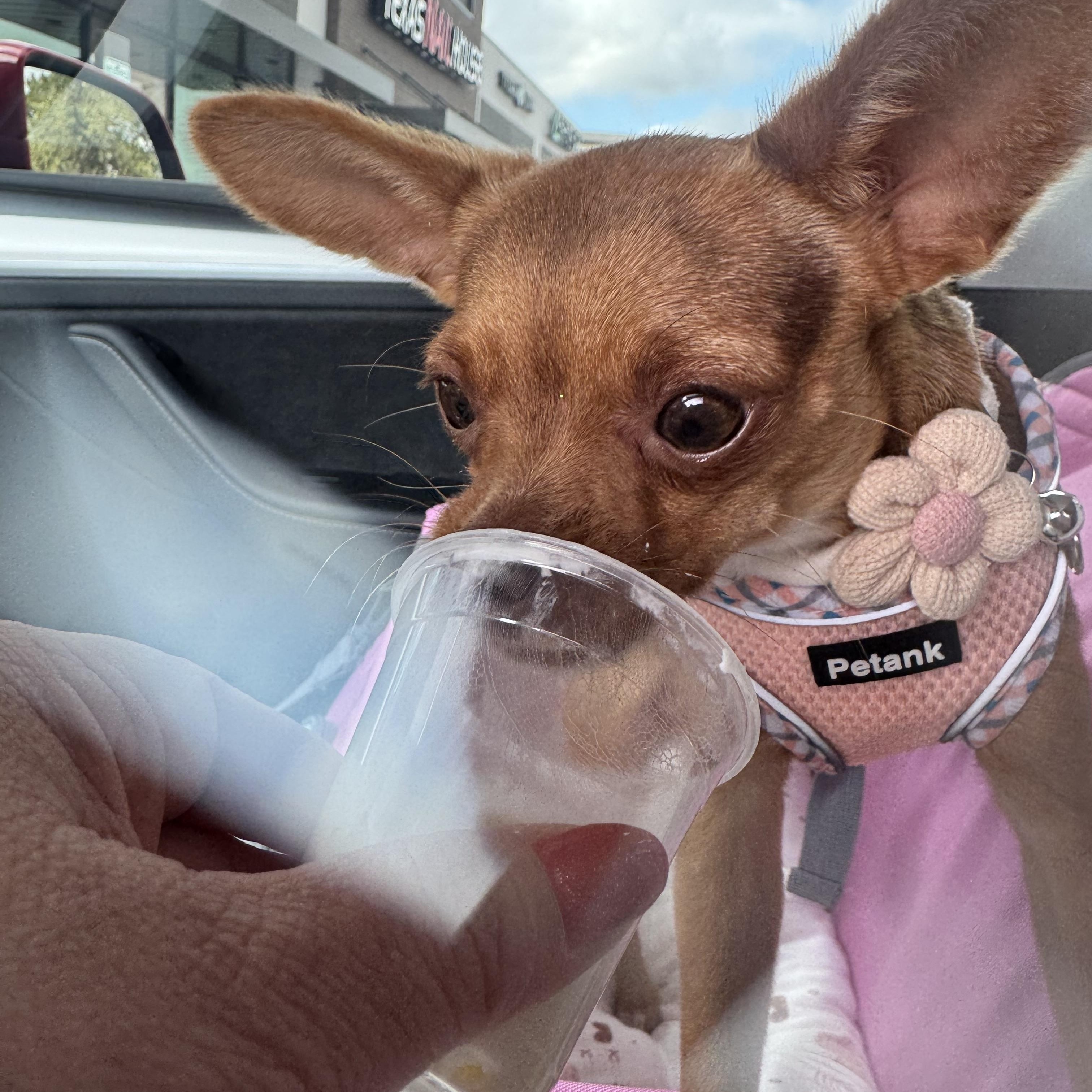 Enlarge Bambi, an adopted mixed breed in Cheektowaga, NY image 3/6