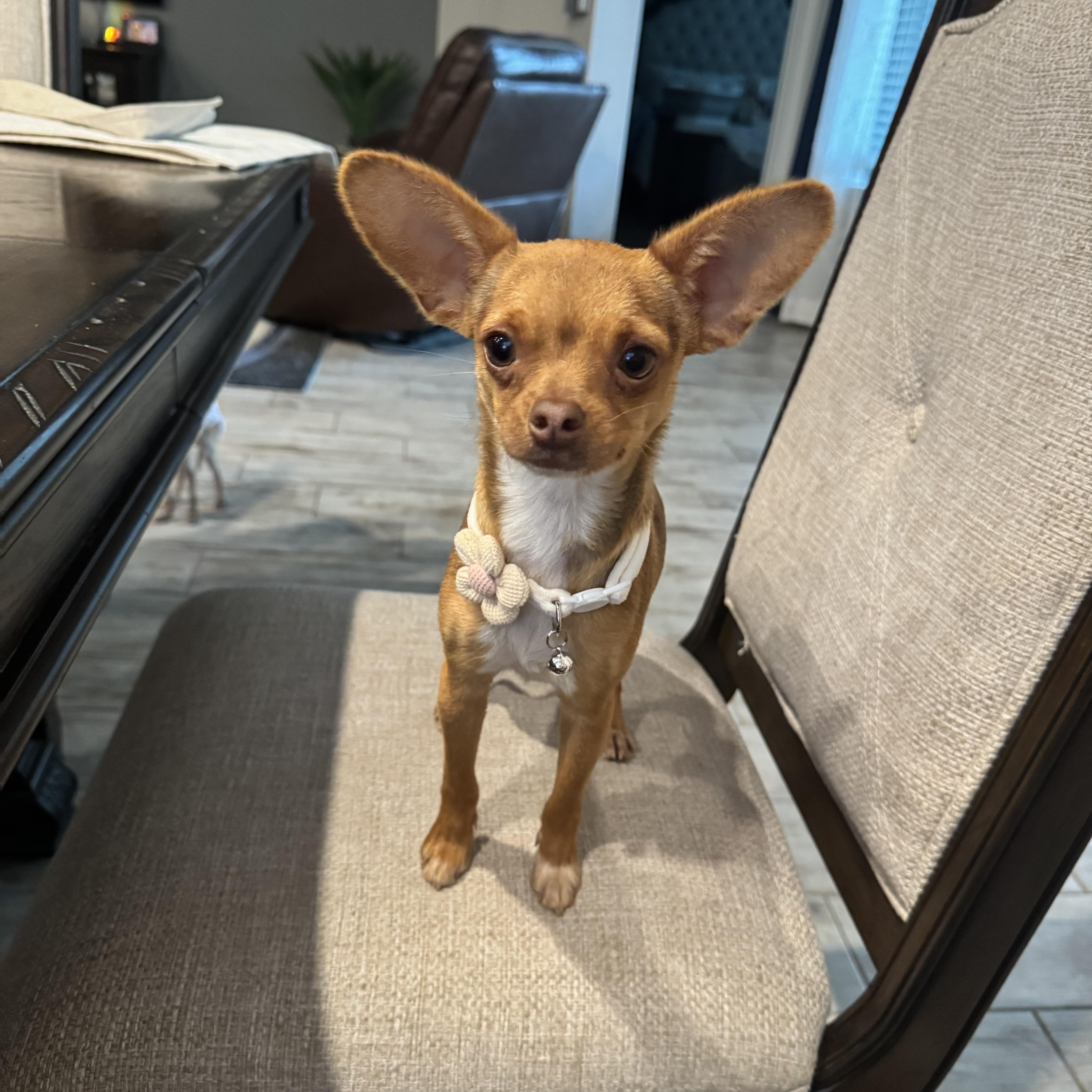 Enlarge Bambi, an adopted mixed breed in Cheektowaga, NY image 2/6