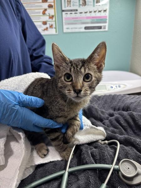 Penske, Adoptable, Kitten Male Domestic Short Hair.
