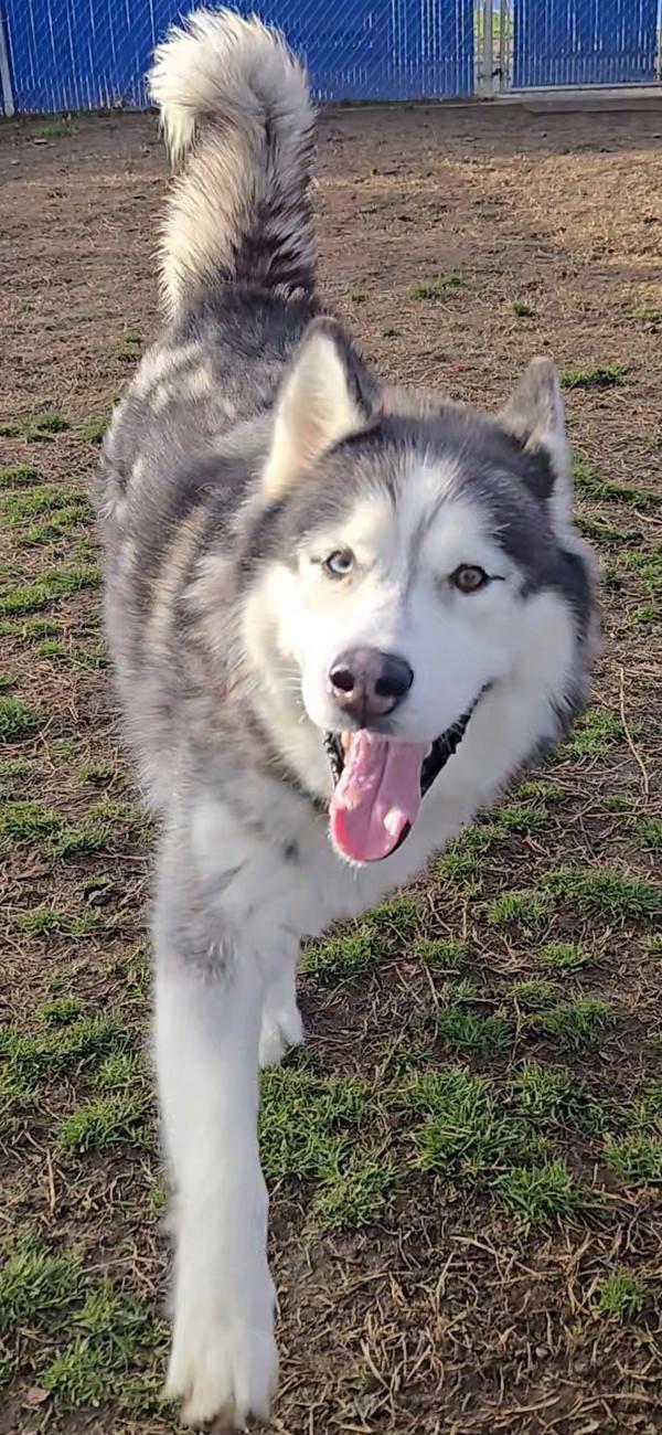 Joe, Adoptable, Adult Male Siberian Husky.