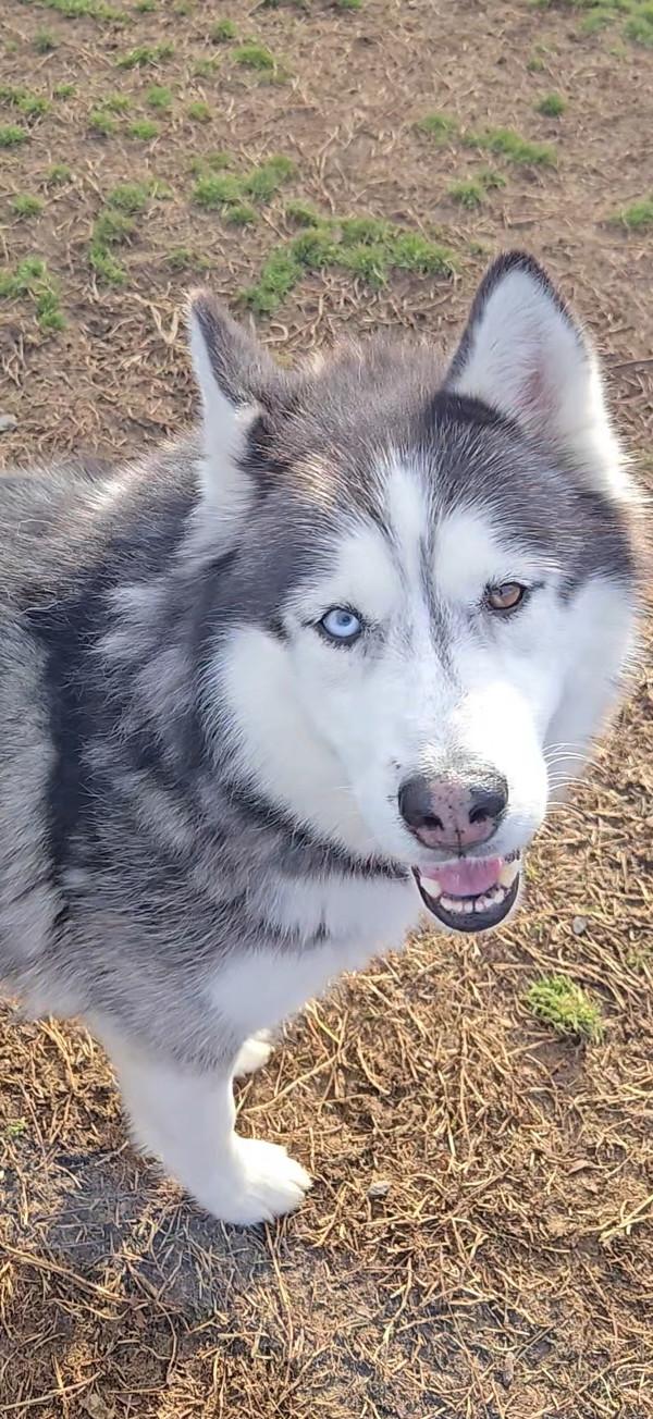 Joe, a Adoptable mixed breed in Kennewick, WA image 2/2