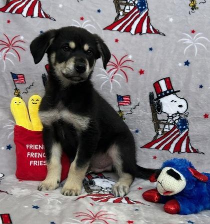 Axel, Adoptable, Puppy Male German Shepherd Dog & Mixed Breed.