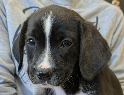 Vlad, adopted, Puppy Male Labrador Retriever & Mixed Breed.