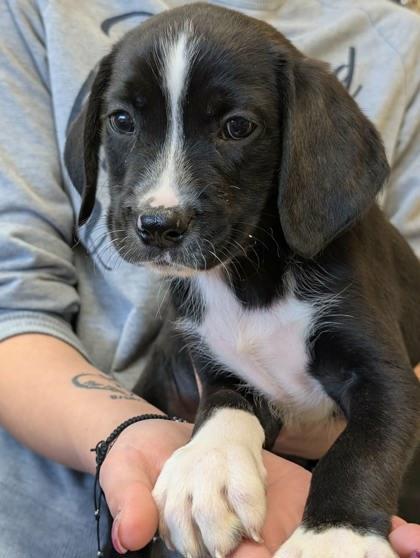 Enlarge Vlad, an adopted mixed breed in La Harpe, KS image 3/3