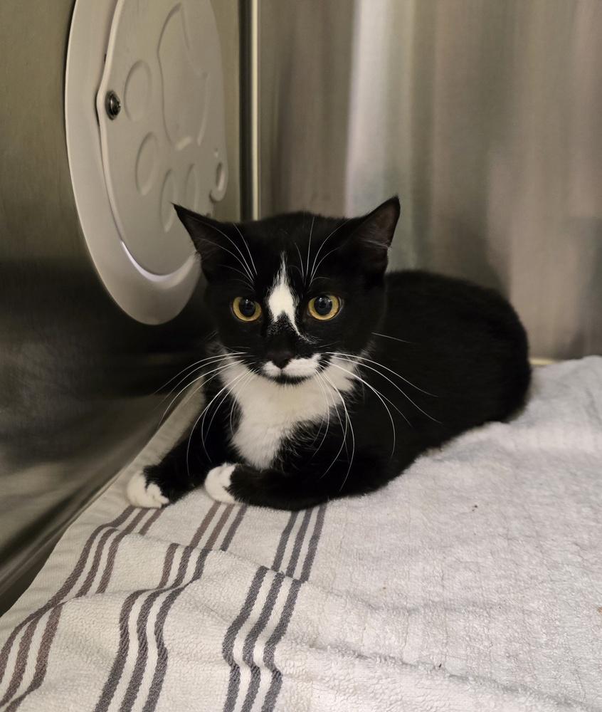 Enlarge Mystery, a Adoptable Domestic Short Hair in Dickson, TN image 1/1