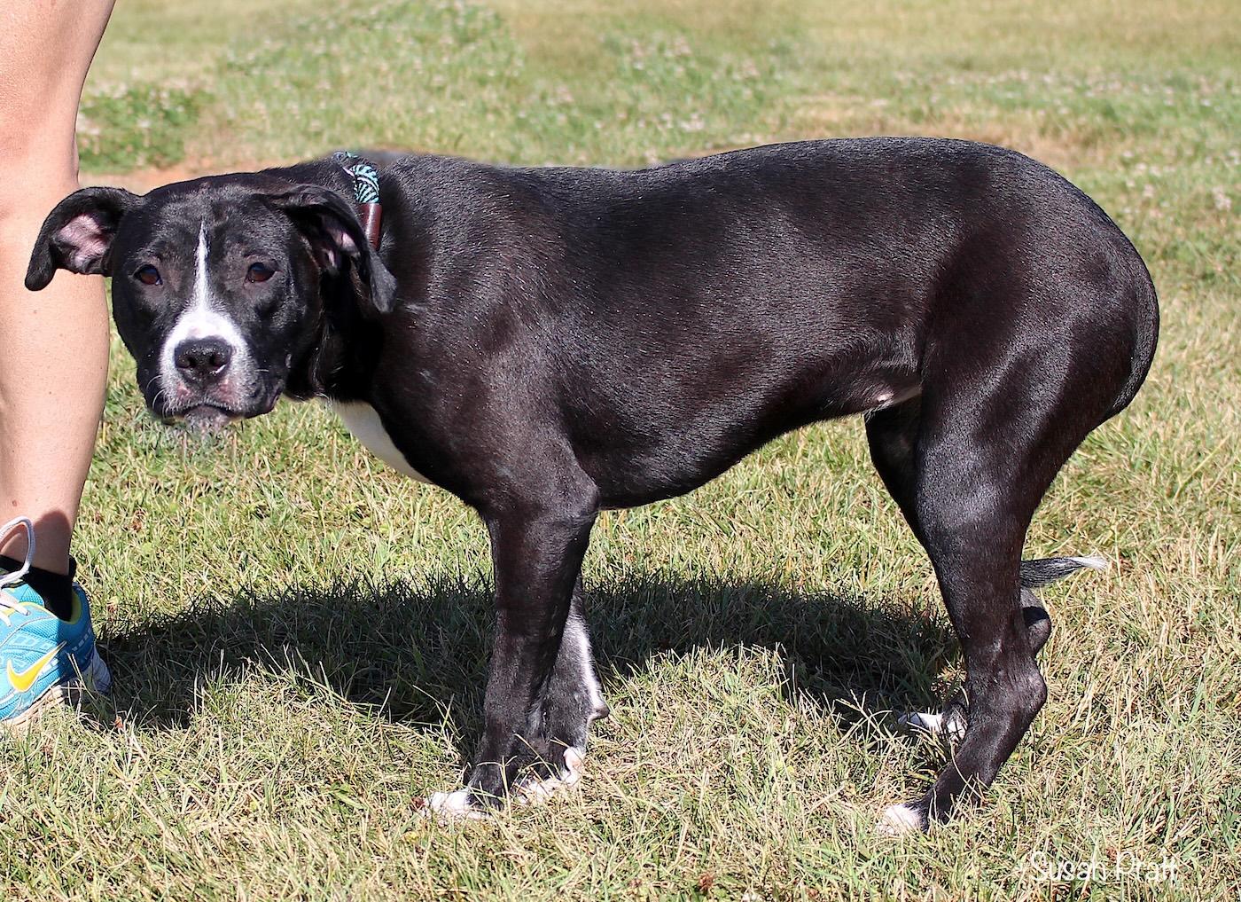Oreo, a ADOPTABLE mixed breed in Bedford, VA image 2/3