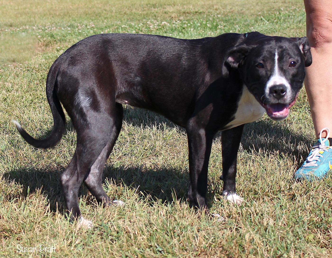 Oreo, a ADOPTABLE mixed breed in Bedford, VA image 3/3