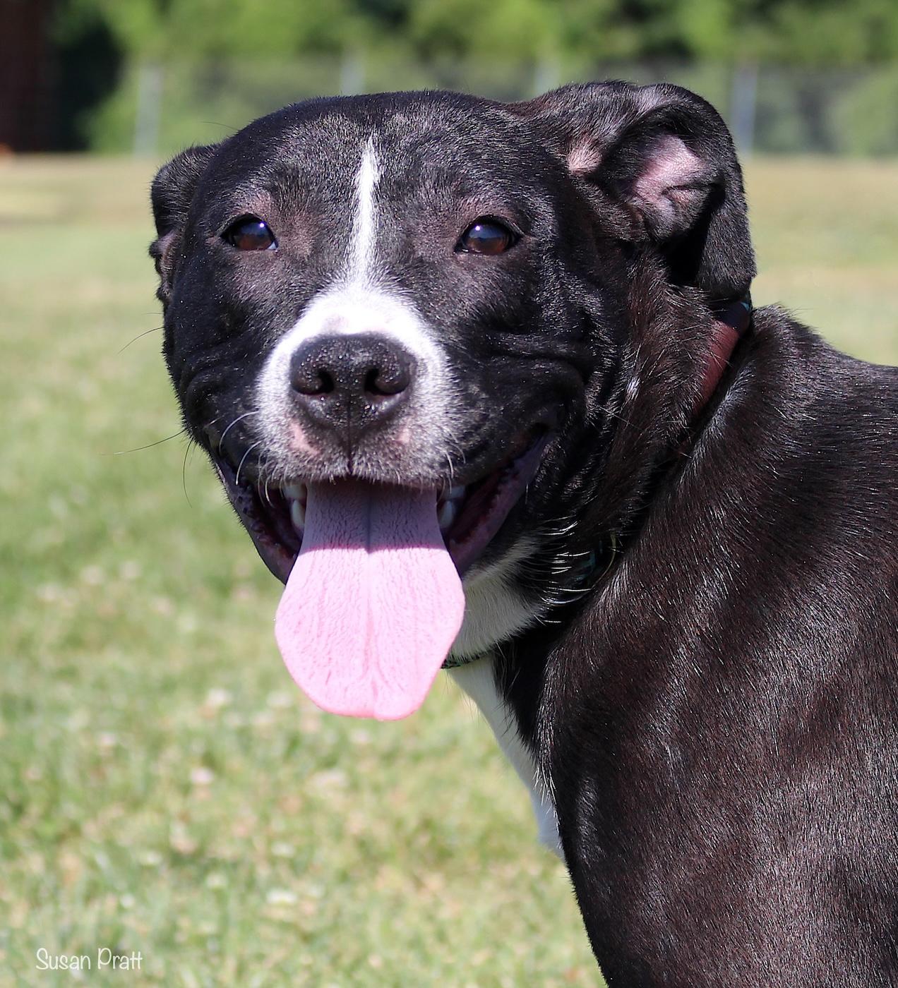 Oreo, ADOPTABLE, Adult Female Pit Bull Terrier.
