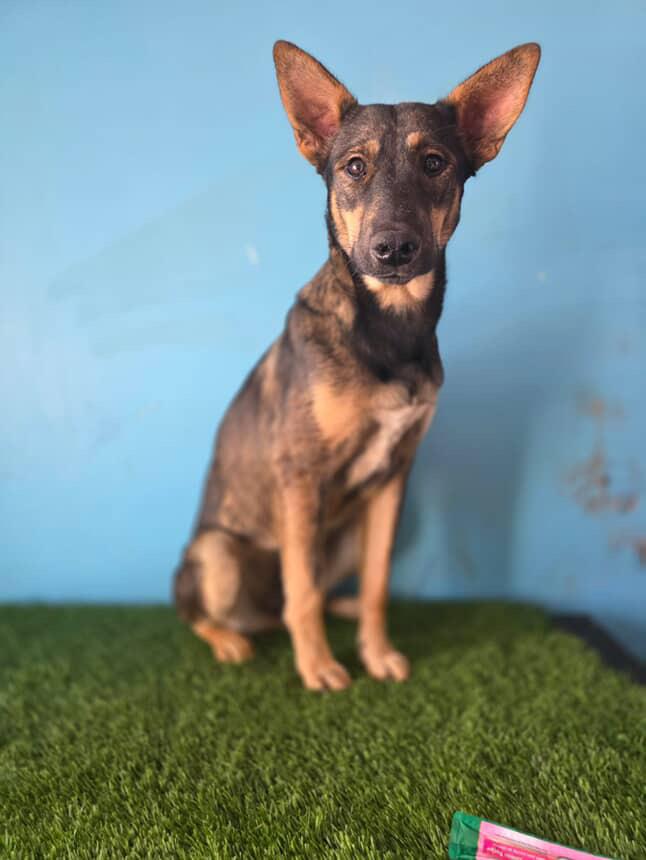 Enlarge Harper, a Adoptable mixed breed in Tijuana, BCN image 1/1