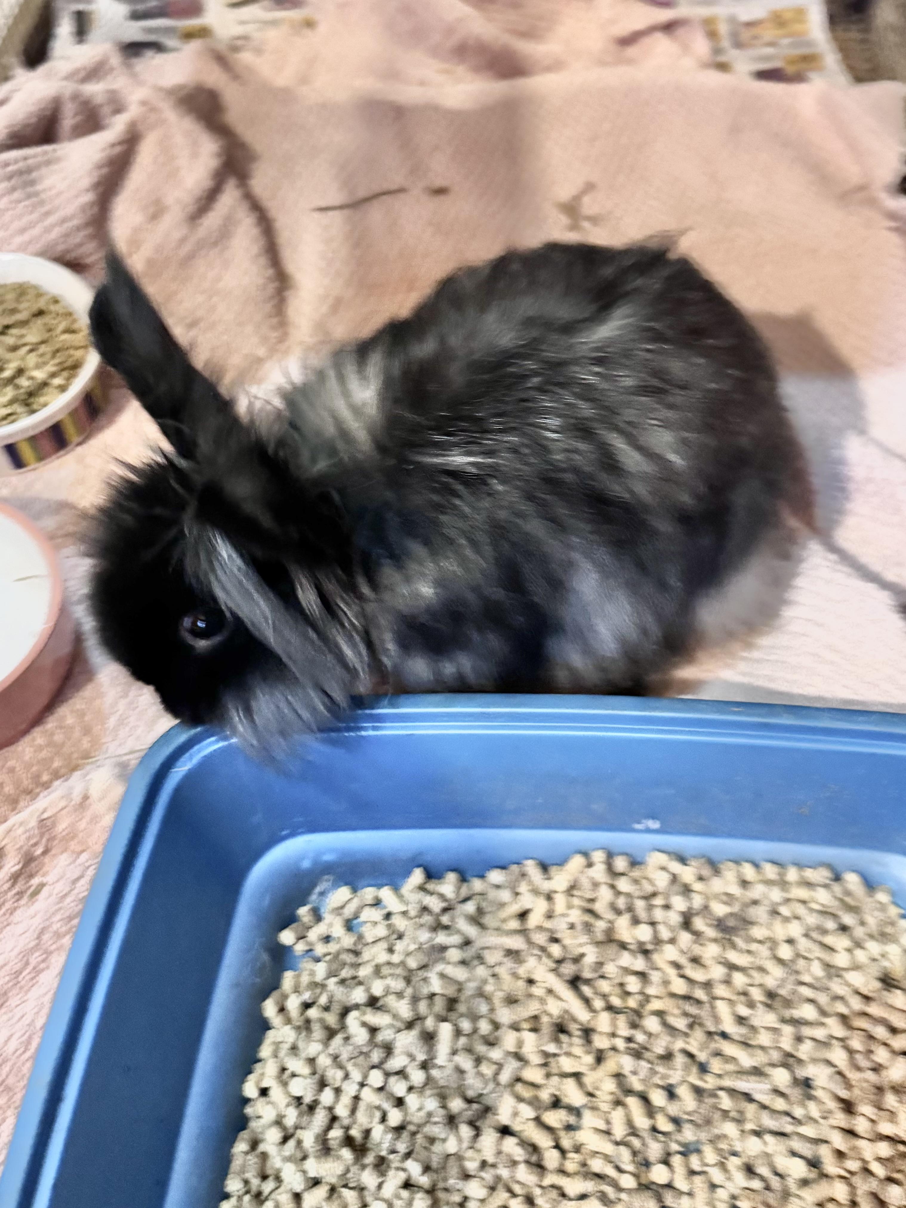 Angora Bunnies, Adoptable, Young Male Chinchilla.