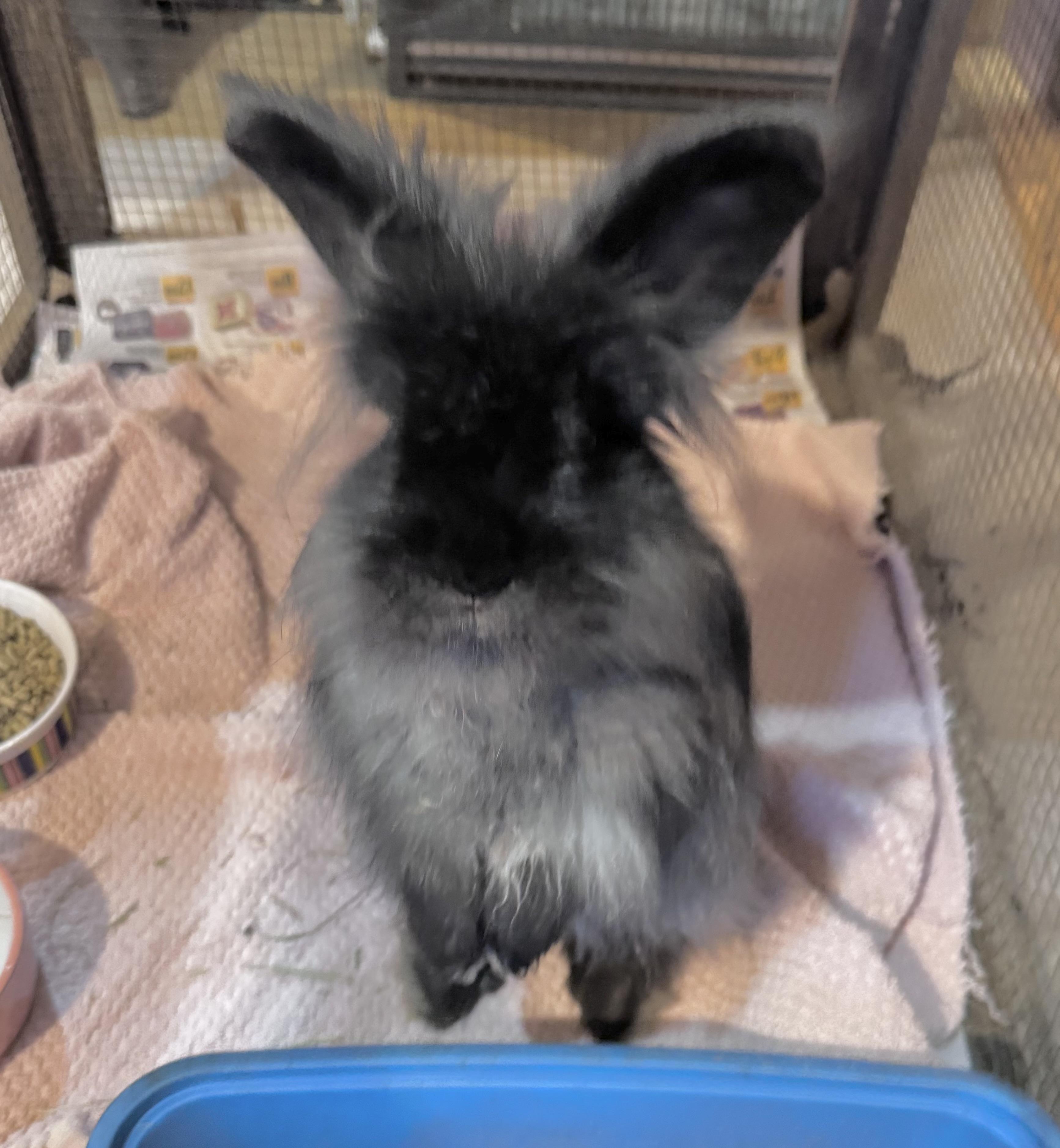 Enlarge Angora Bunnies, a Adoptable Chinchilla in Monroe, NC image 3/4