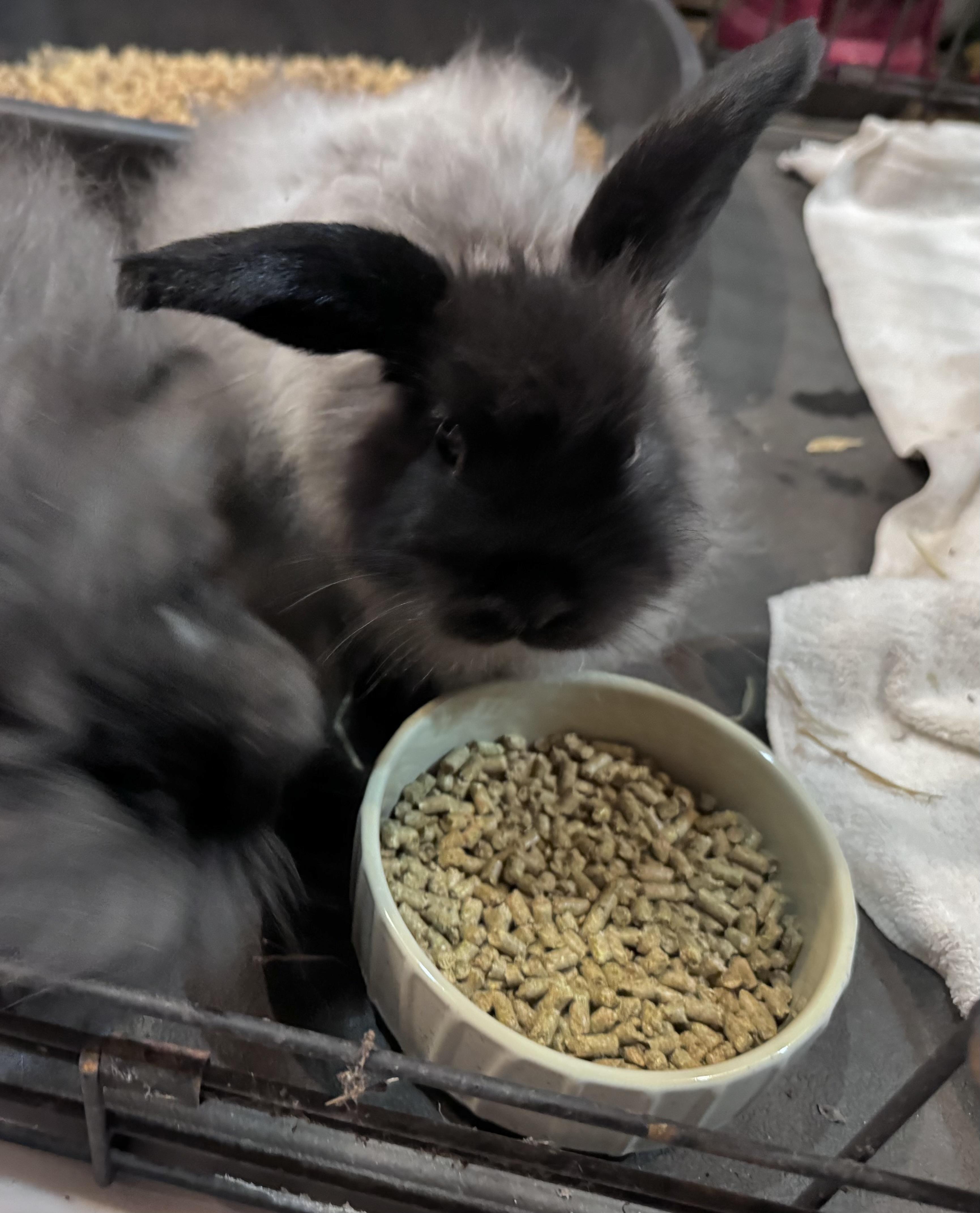 Enlarge Angora Bunnies, a Adoptable Chinchilla in Monroe, NC image 4/4
