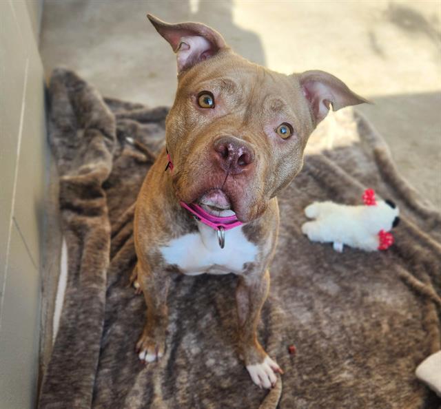 Enlarge ALEIGHA, a Adoptable Pit Bull Terrier in Minneapolis, MN image 1/1