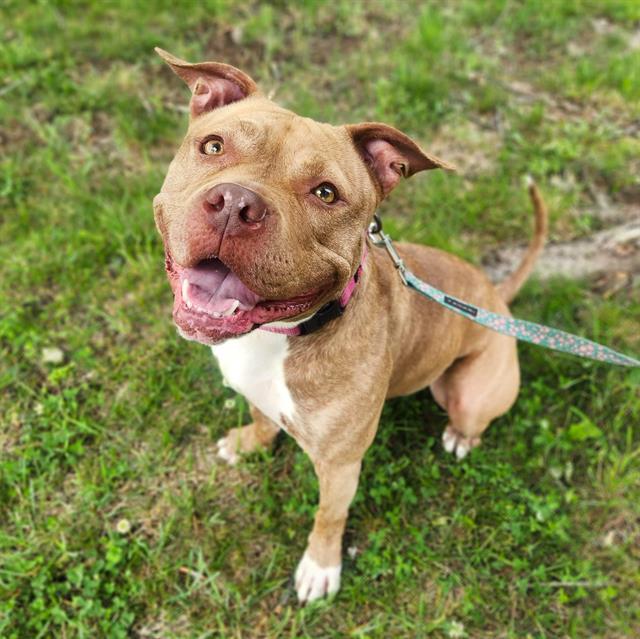 Enlarge ALEIGHA, a Adoptable Pit Bull Terrier in Minneapolis, MN image 1/1
