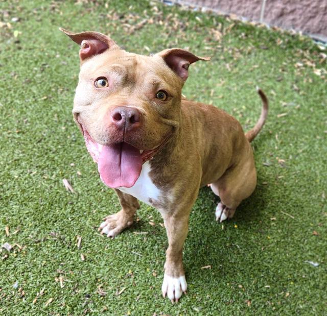 ALEIGHA, Adoptable, Adult Female Pit Bull Terrier.