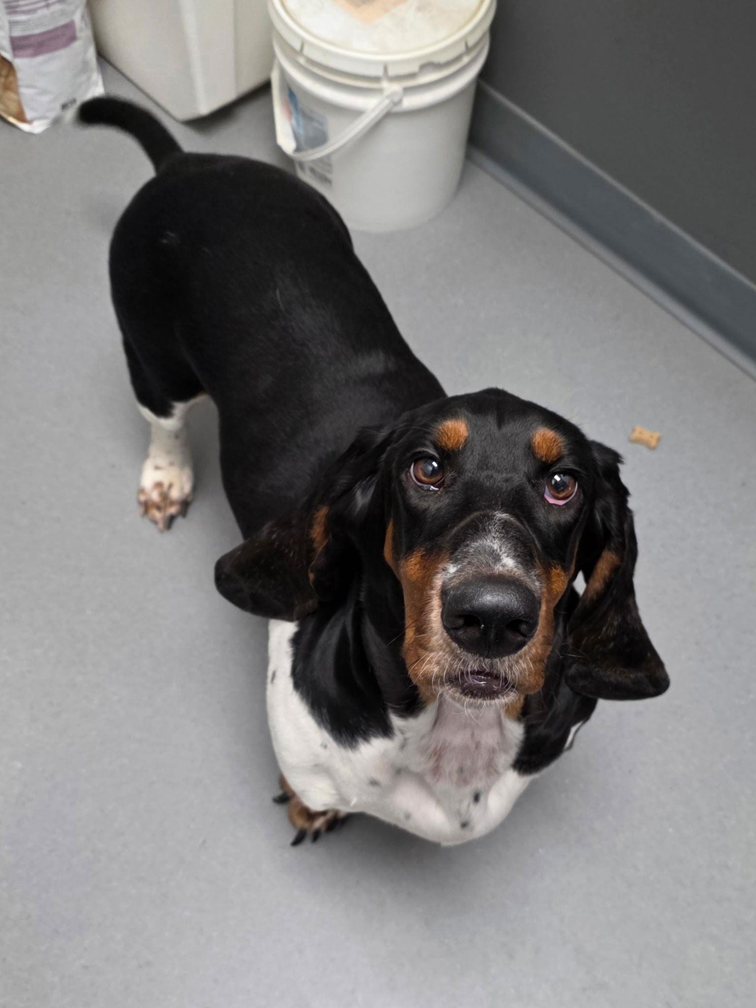 Rosco (1-2026), Adoptable, Adult Male Basset Hound.