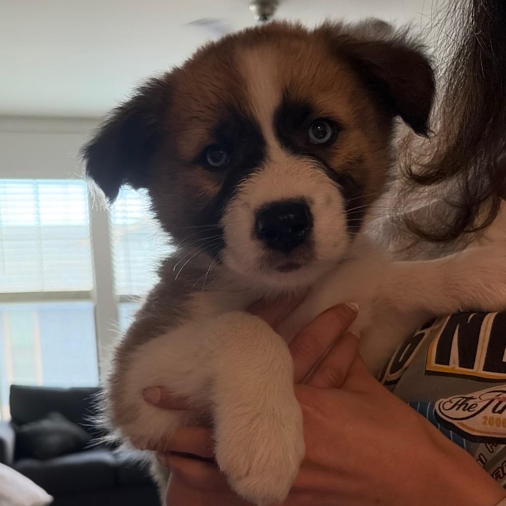 Zara, Adoptable, Puppy Female Shepherd.