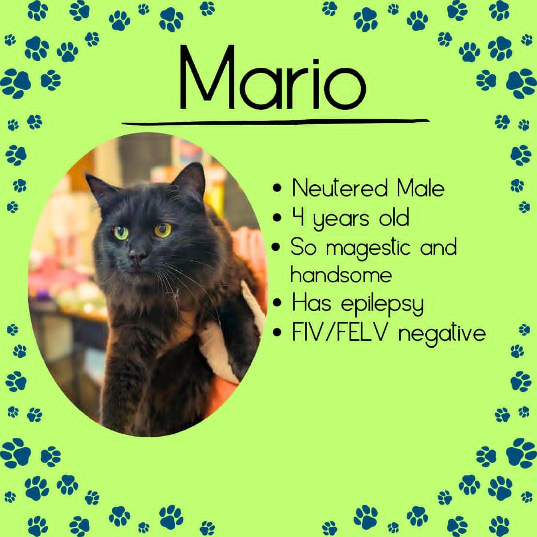 Mario, ADOPTABLE, Adult Male Domestic Long Hair.