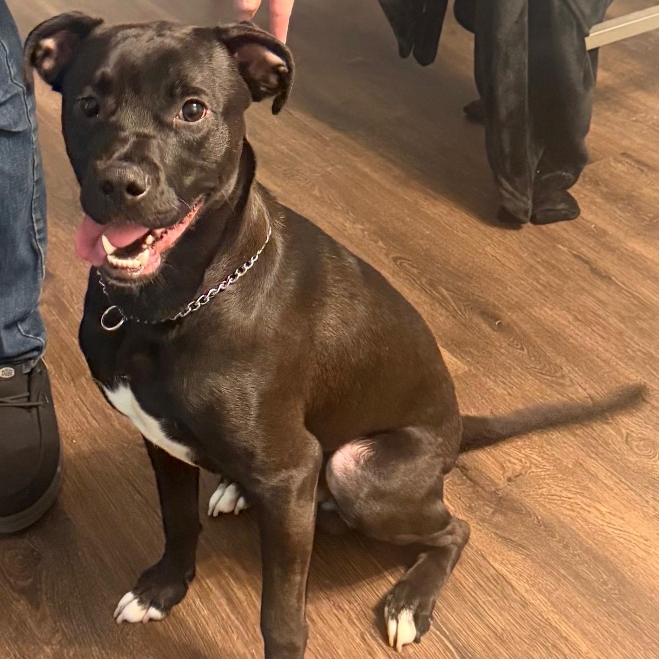 Boots, a ADOPTABLE mixed breed in Beaufort, MO image 2/5
