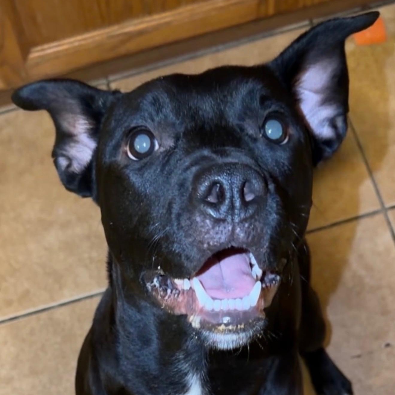 Boots, a ADOPTABLE mixed breed in Beaufort, MO image 3/5