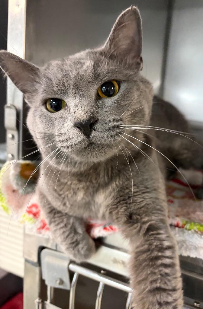 Bandit, Adoptable, Young Male Domestic Short Hair.