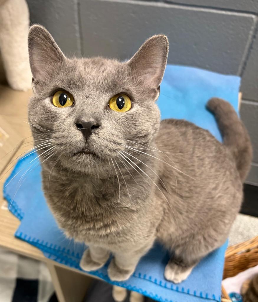 Bandit, Adoptable, Young Male Domestic Short Hair.