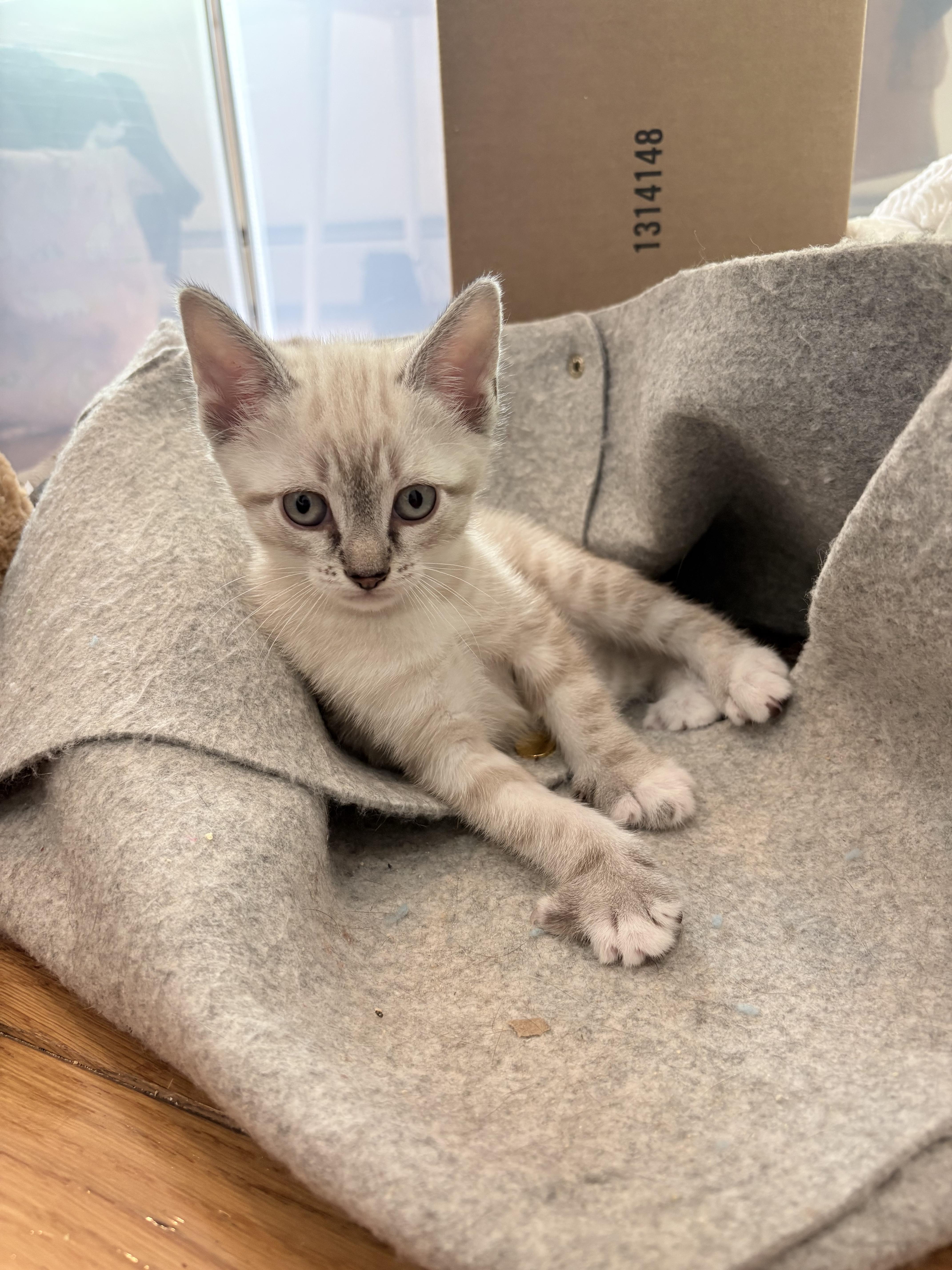 Gizmo, an adopted Domestic Short Hair in New York, NY image 2/5