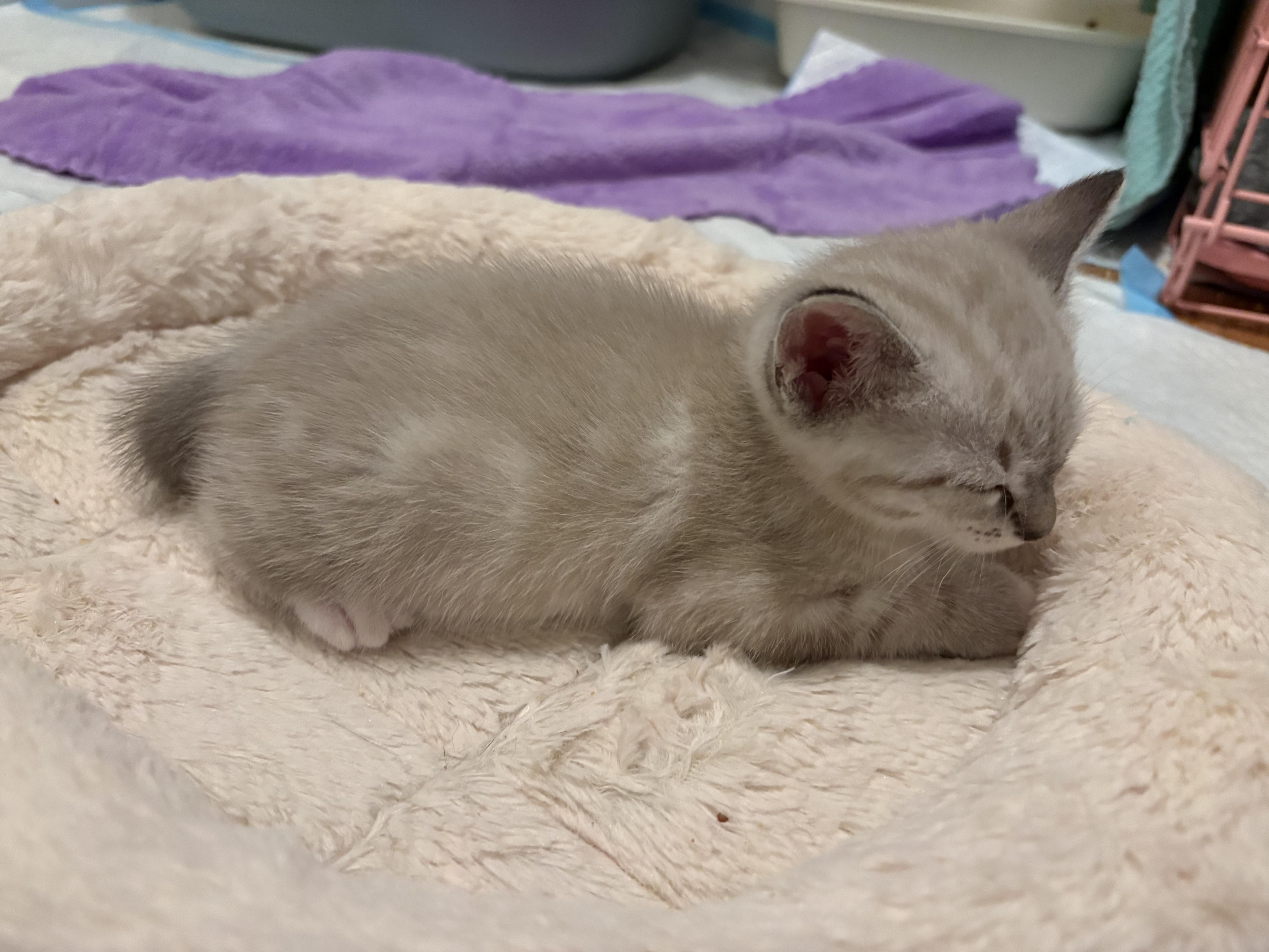 Gizmo, an adopted Domestic Short Hair in New York, NY image 3/5