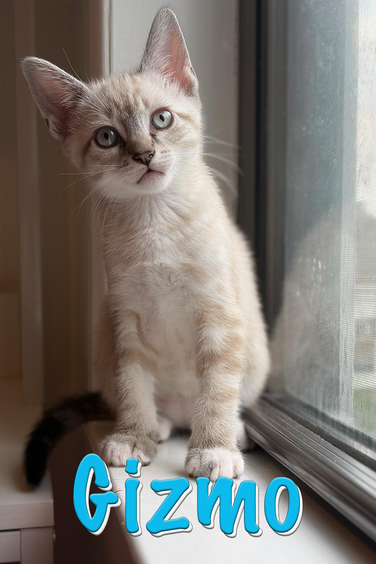 Gizmo, an adopted Domestic Short Hair in New York, NY image 1/5