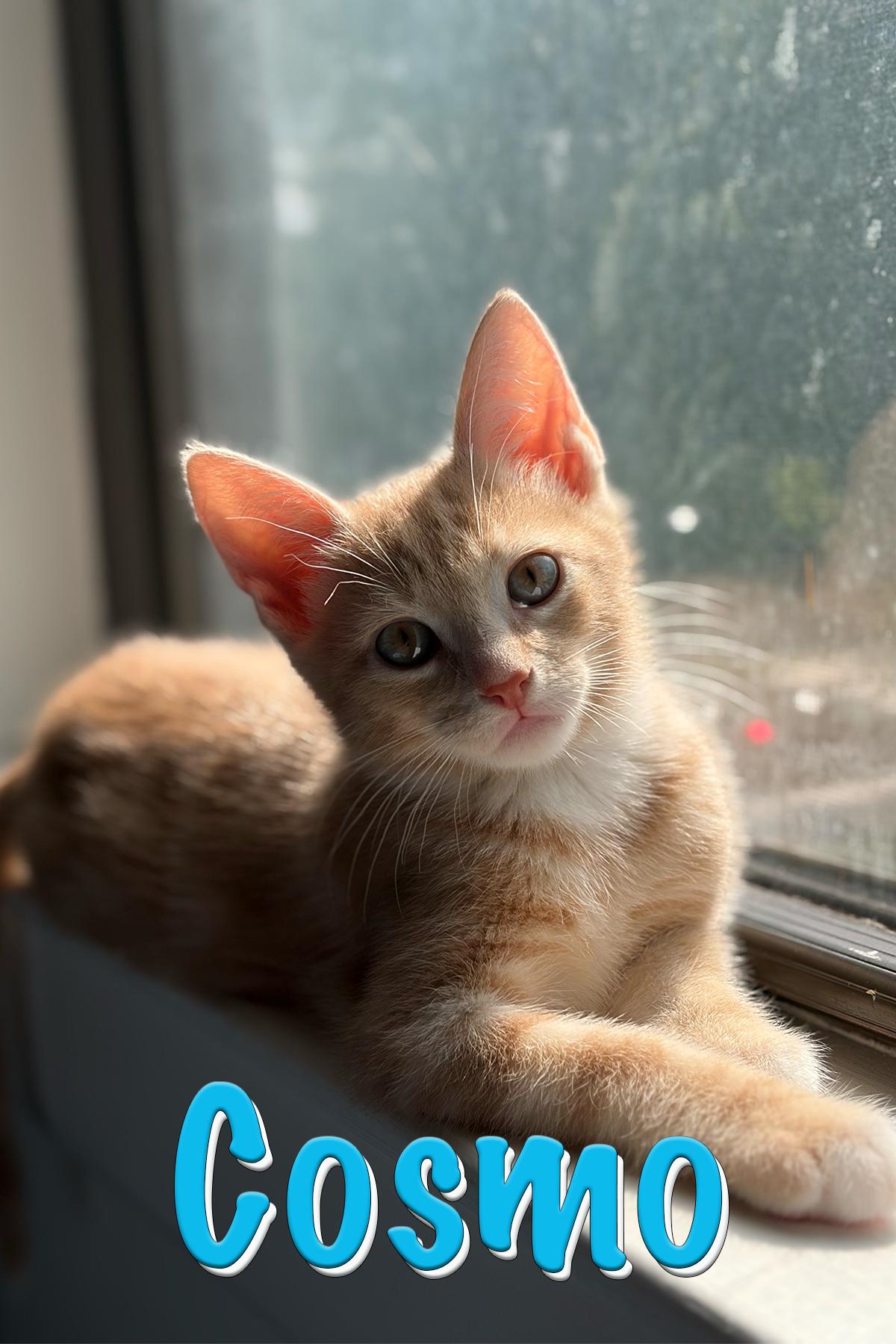 Gizmo, an adopted Domestic Short Hair in New York, NY image 5/5