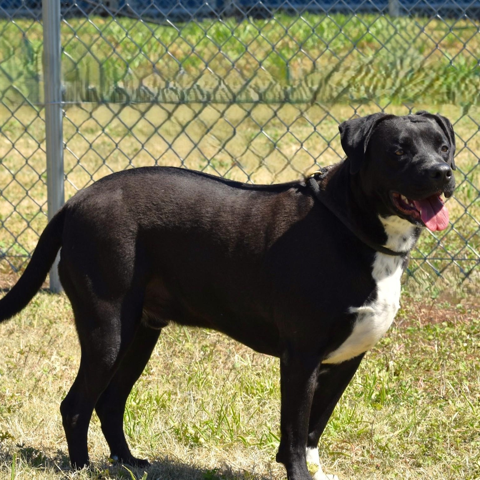 Elijah, a Adoptable mixed breed in Troy, NY image 5/6