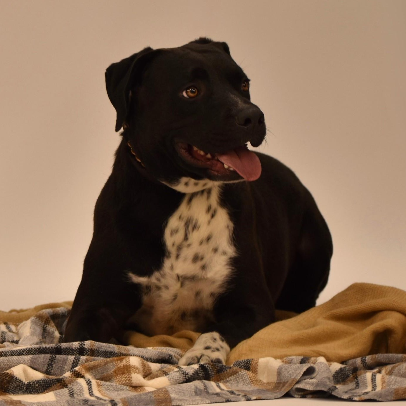 Elijah, a Adoptable mixed breed in Troy, NY image 2/6