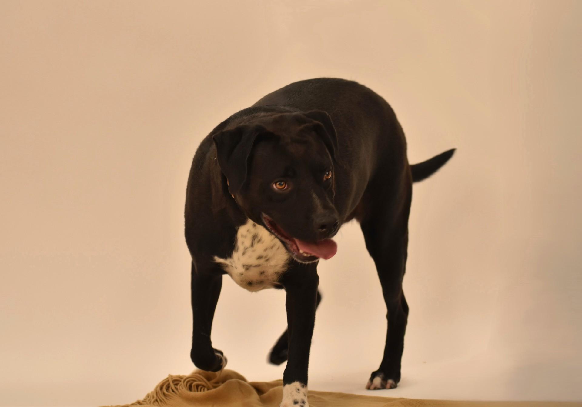 Elijah, a Adoptable mixed breed in Troy, NY image 3/5