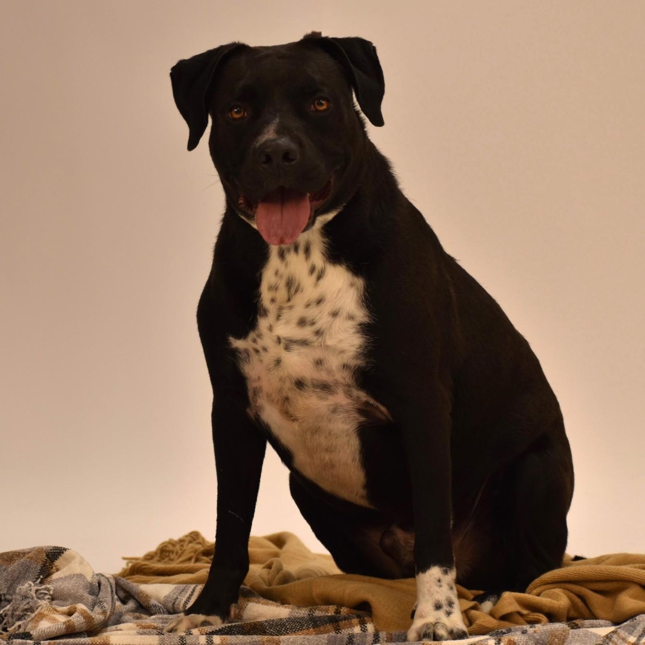 Elijah, a Adoptable mixed breed in Troy, NY image 4/6